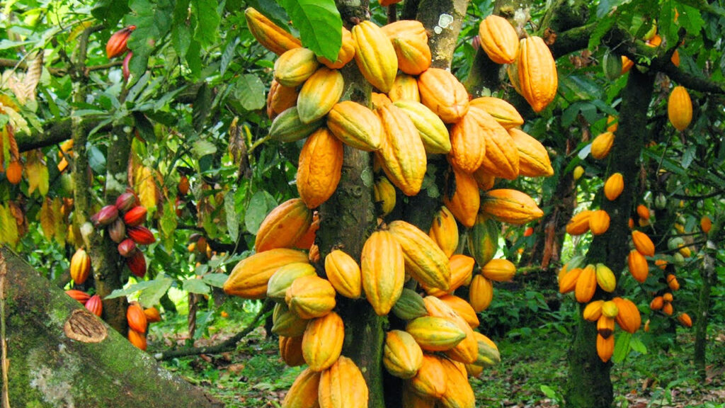 3. Nigeria: Cultivating Cocoa in the Giant of Africa