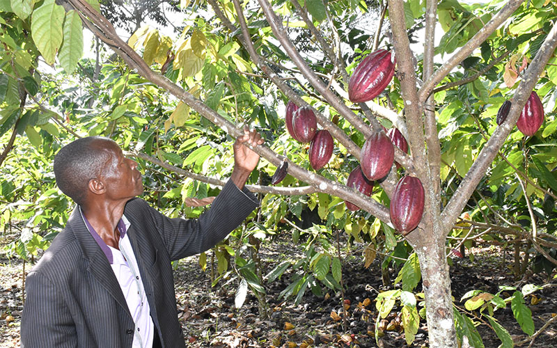5. Uganda: Rising Star in Cocoa Production