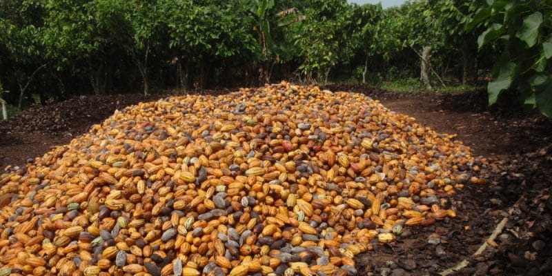 1. Ivory Coast: The Crown Jewel of Cocoa Production