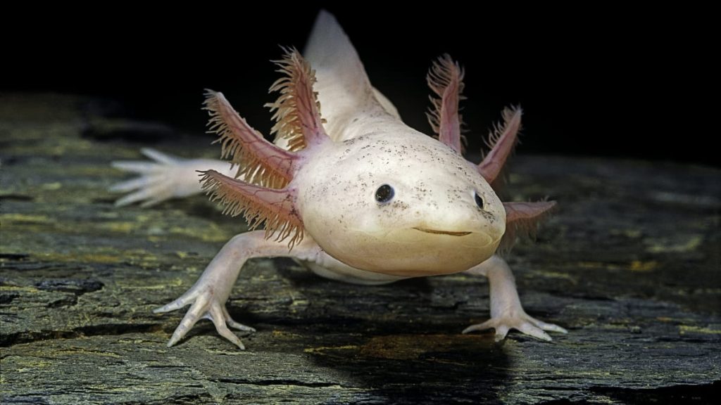 Axolotl