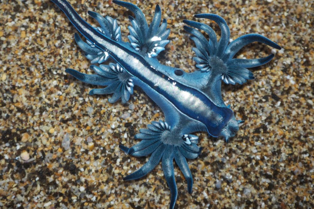  Blue Dragon (Glaucus atlanticus)