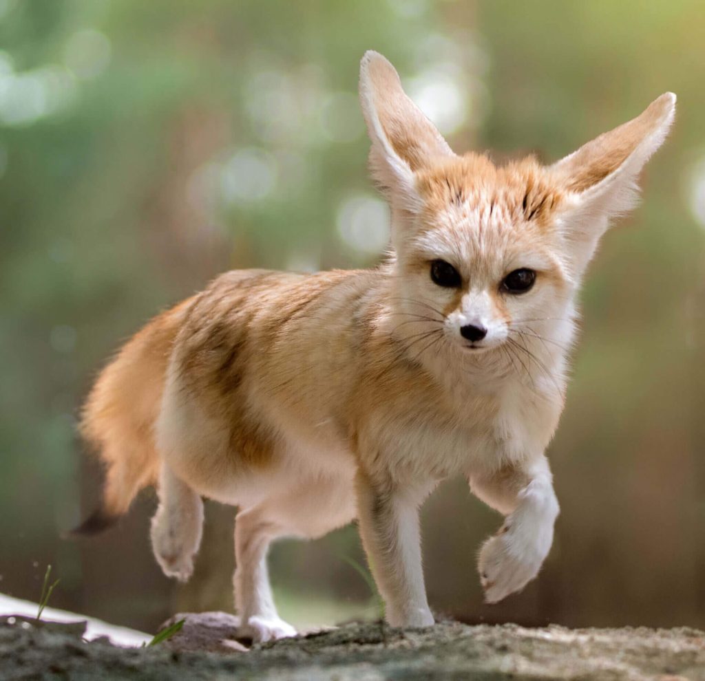 Fennec Fox