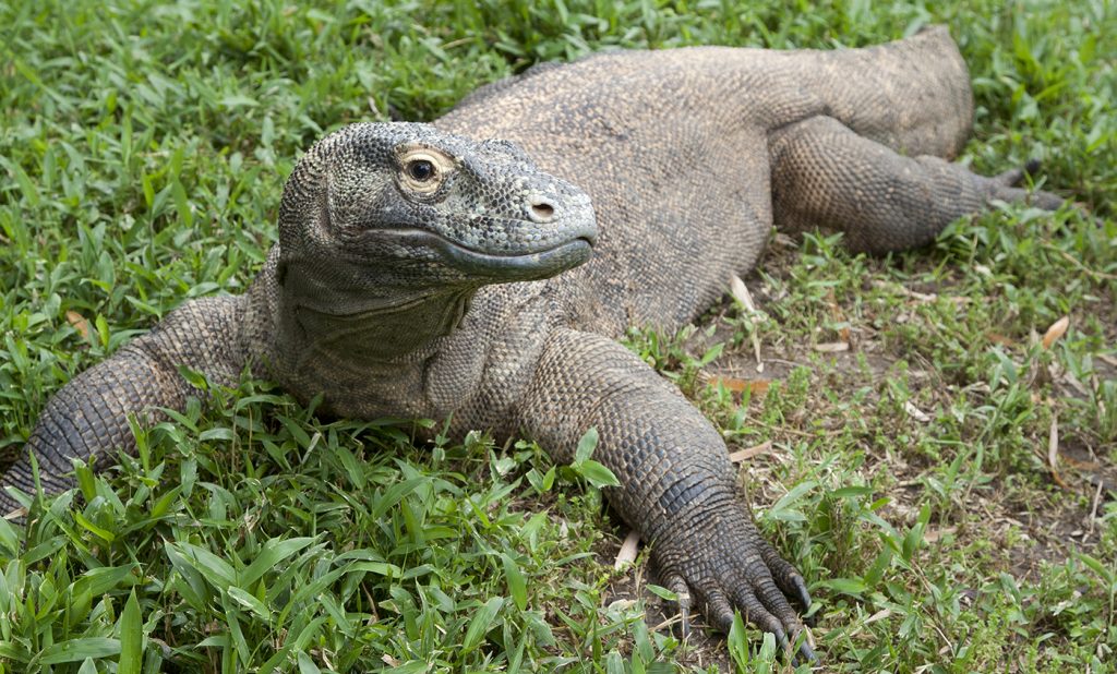 Komodo Dragon