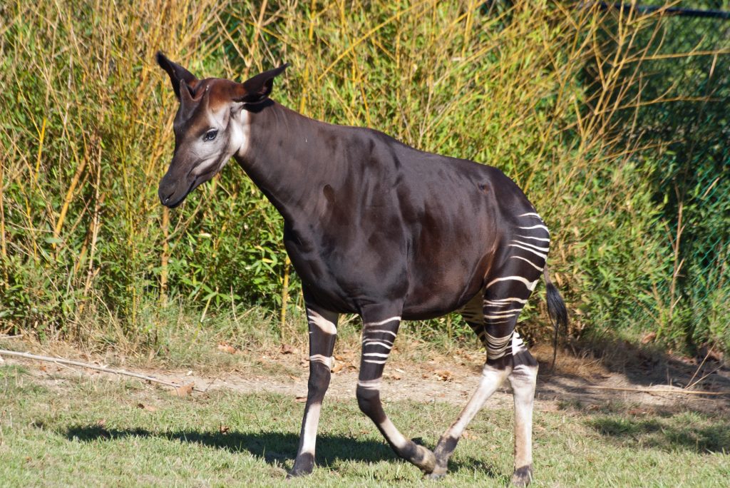 Okapi - One of the Top 10 Most Interesting Animals in the World